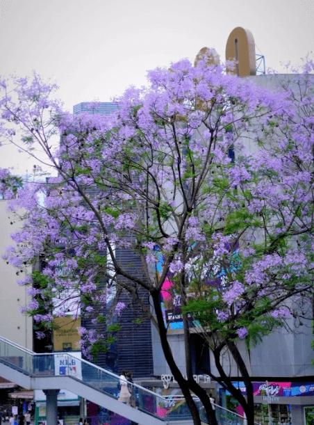 賞完武大櫻花邀你相約蓉城四季