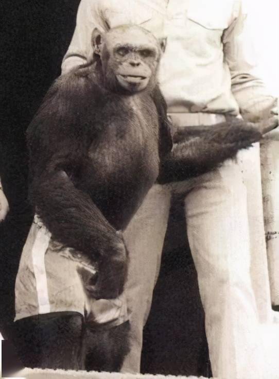 人猿杂交实验,而只是一只比较聪明的黑猩猩而已,奥利弗一生都没有后代