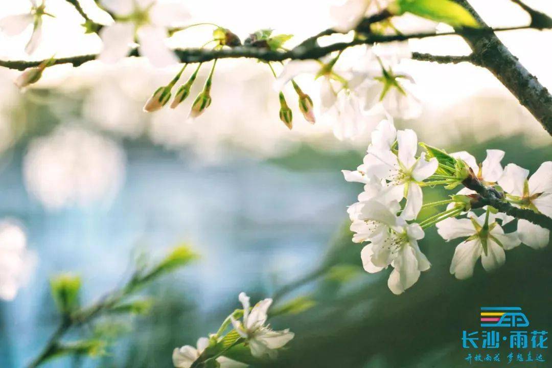 相约春天赏樱花 湖南省森林植物园等你来 活动