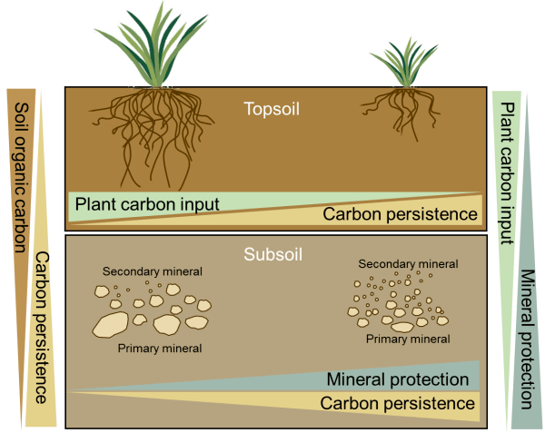 土壤碳稳定机制研究取得进展 植物