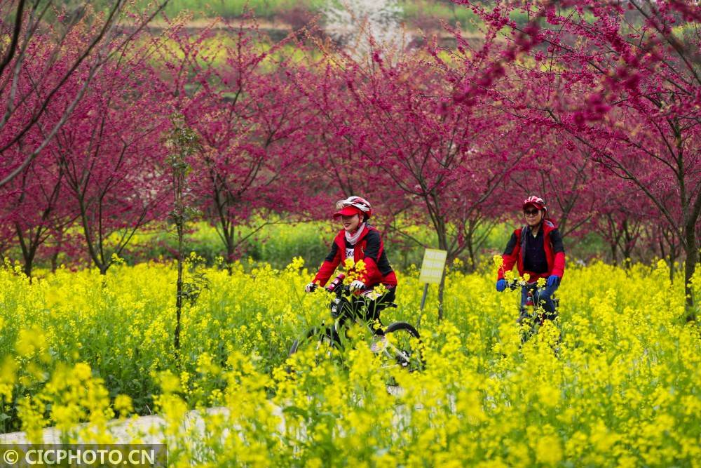 贵州黔西：春花烂漫迎游客