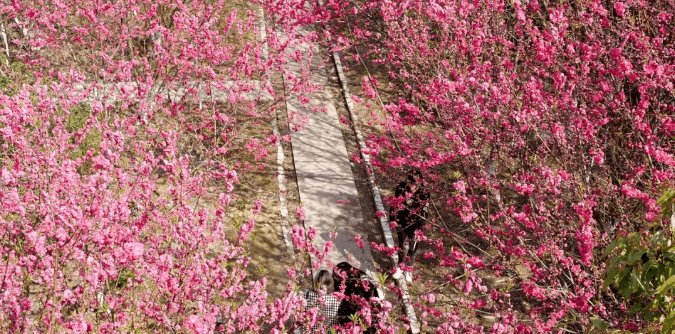 【散文】院中的桃花始盛开