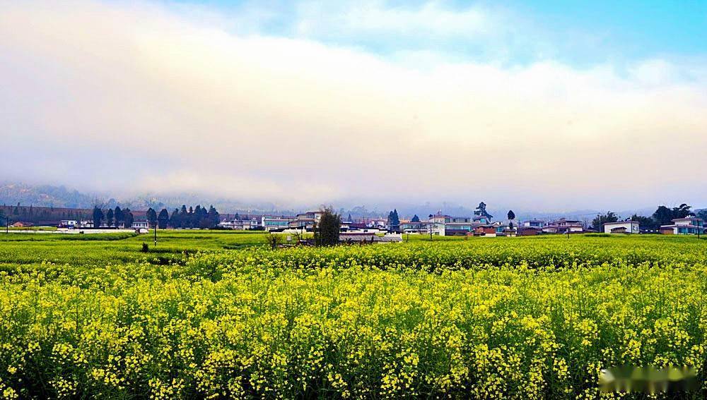 美丽临沧相约博尚花海