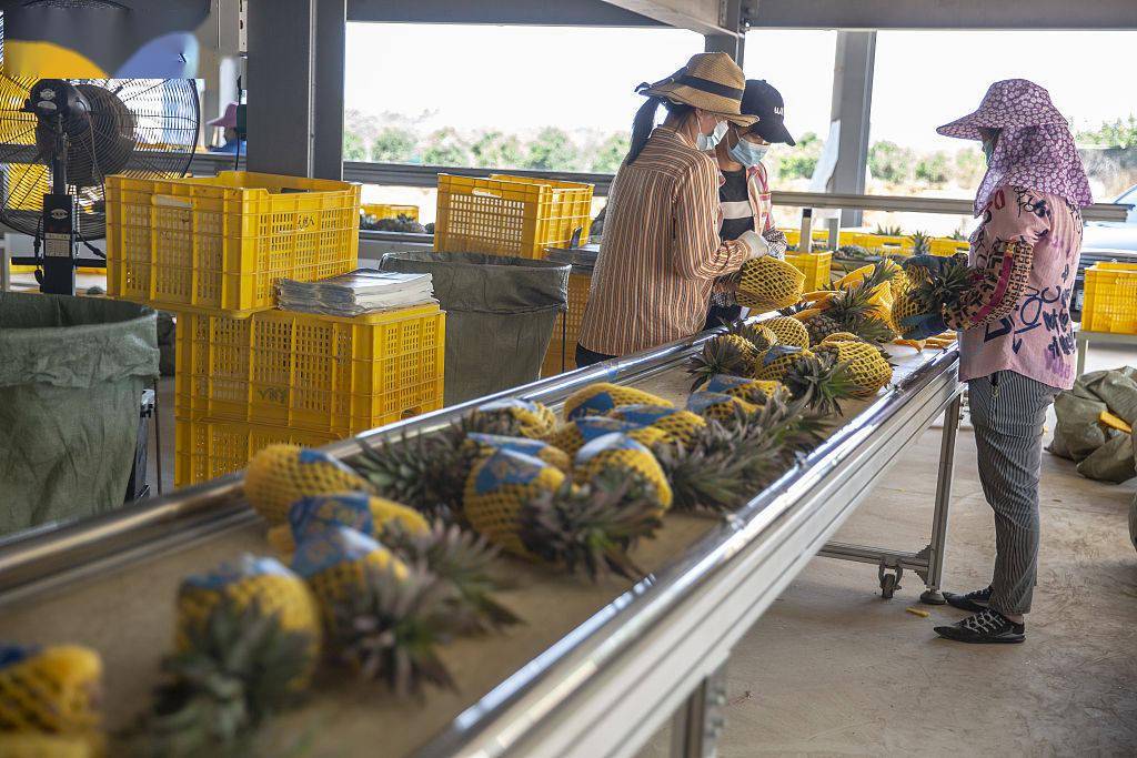 海南临高工人采摘加工凤梨供应市场