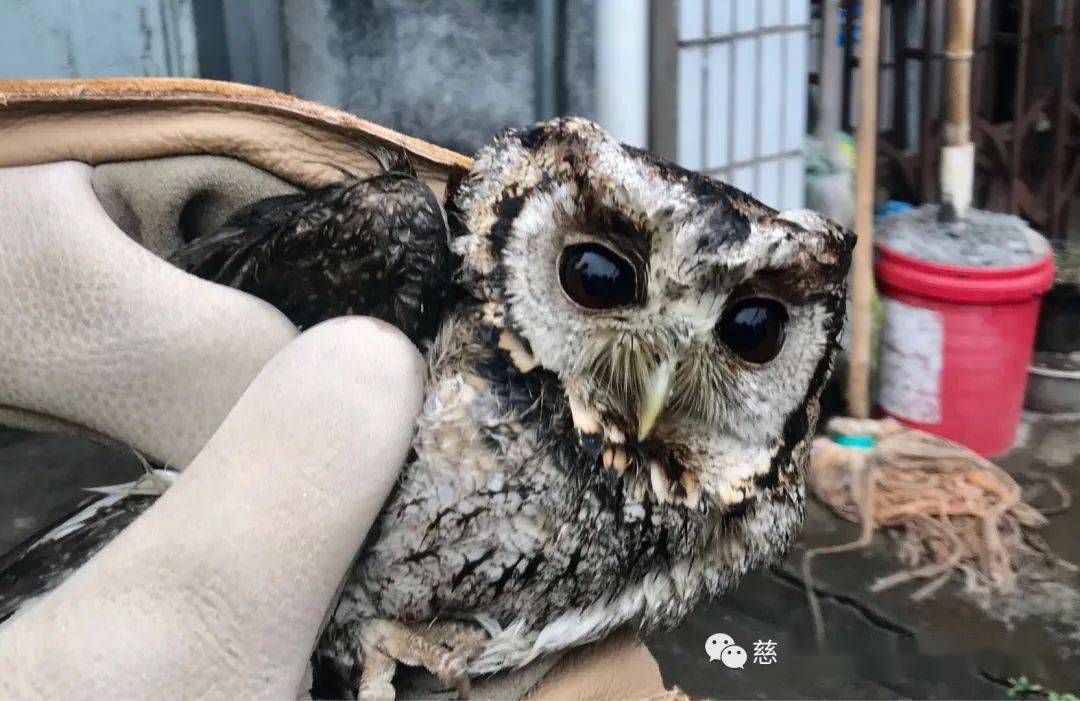 鸣鹤古镇惊现猫头鹰领角鸮