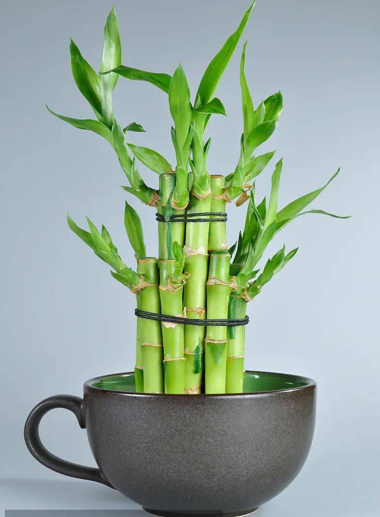 动植物检疫富贵竹出口知多少