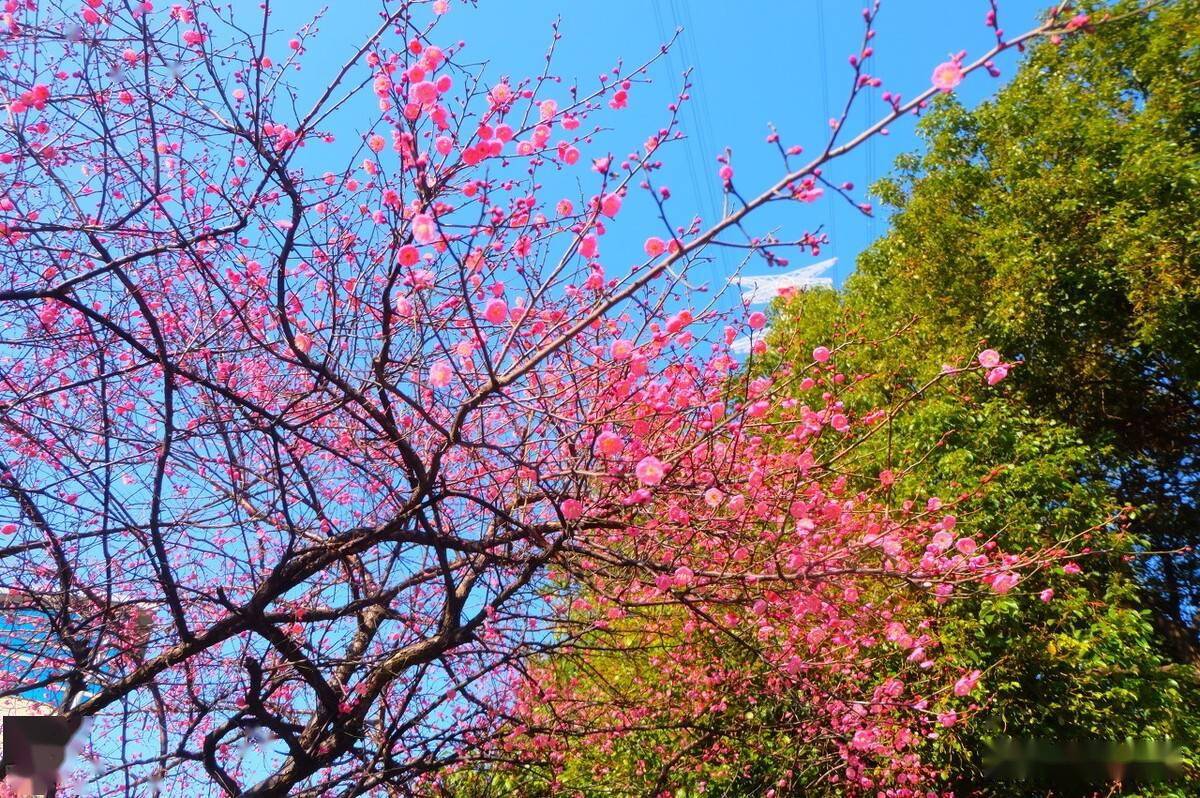 合肥春季赏花地图出炉4条赏花线路值得期待
