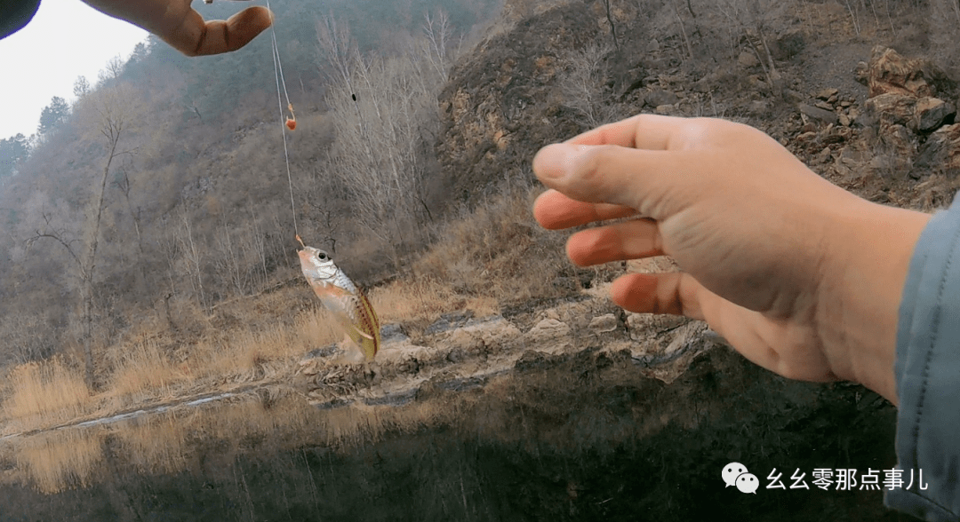 銀鮈您釣過嗎?河裡不起眼的小雜魚,其實學問大著呢_懷柔