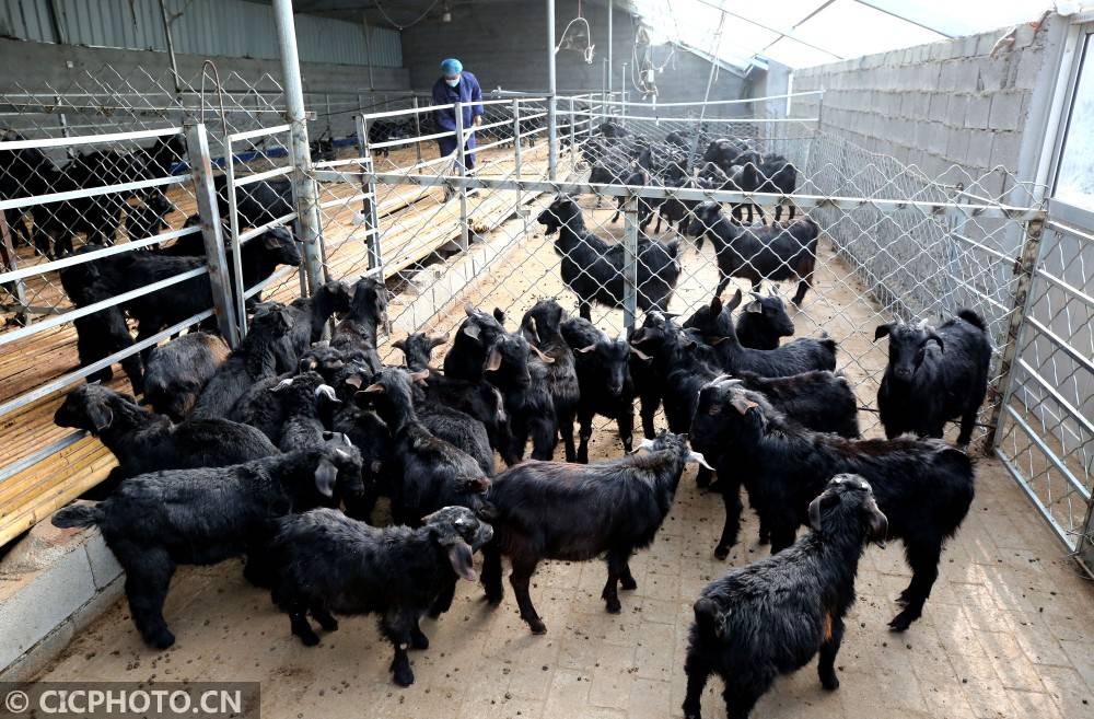 山东省枣庄市市中区税郭镇野岗埠村黑山羊养殖合作社的农民在羊舍内