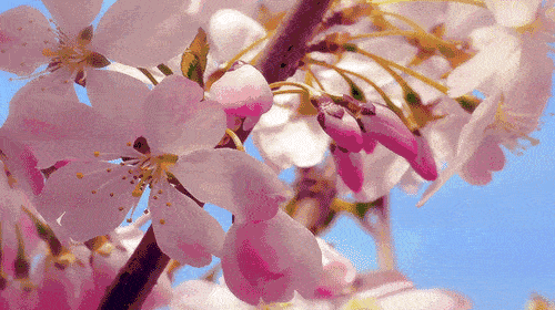wps下一页：三月桃花开，春天按时来
