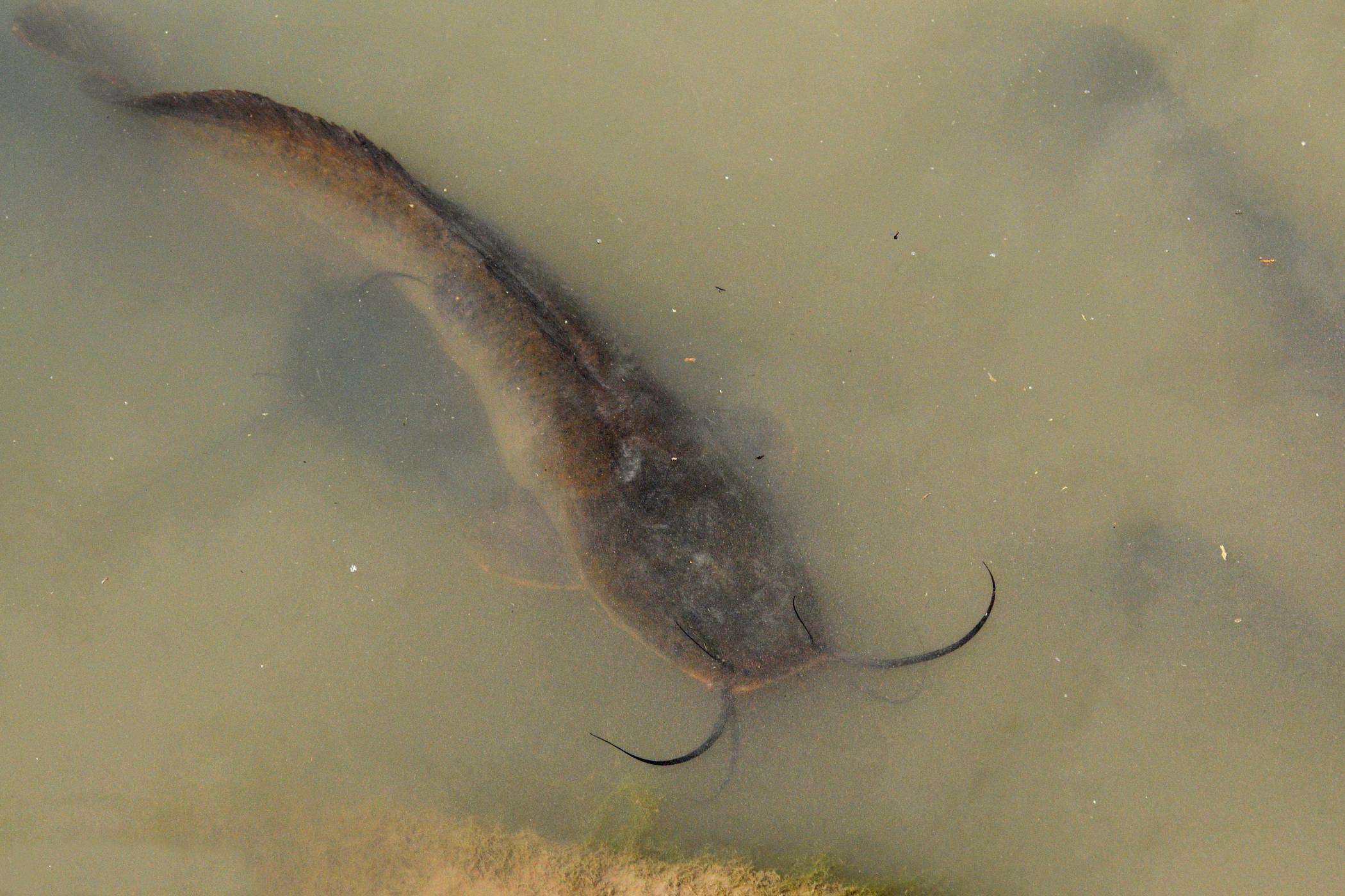 观澜河的重病埃及塘鲺泛滥失控因污染严重无人敢吃
