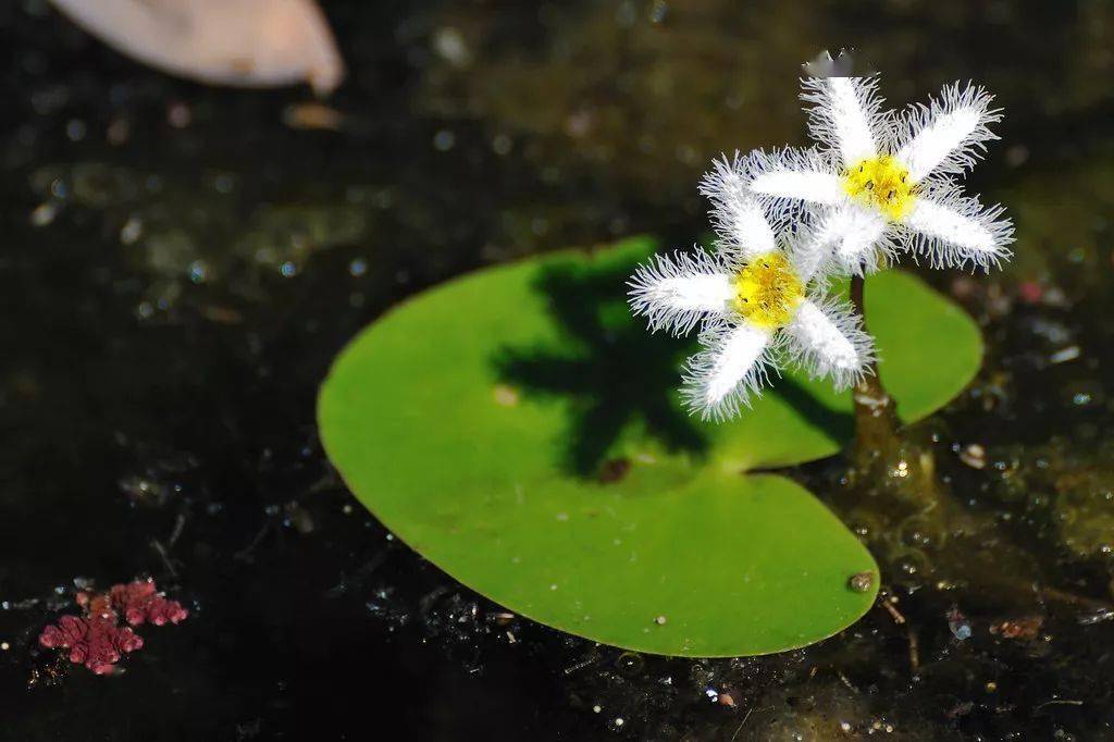 18种 水生植物图鉴 交流