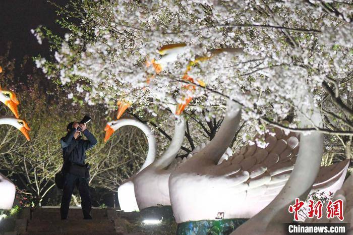 长沙市民夜间赏樱 感受别样春色