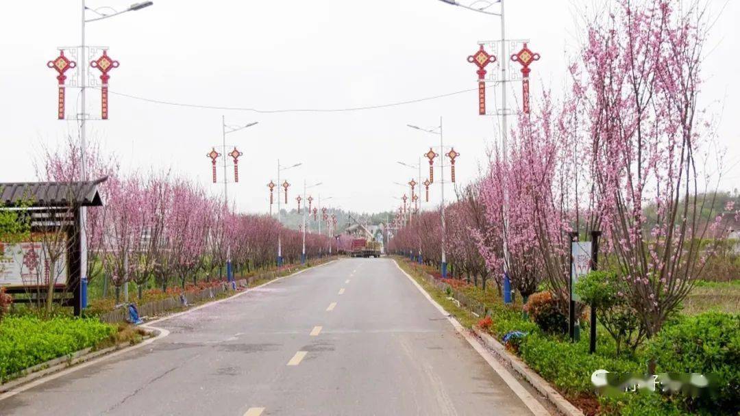 西渡梅花小镇图片