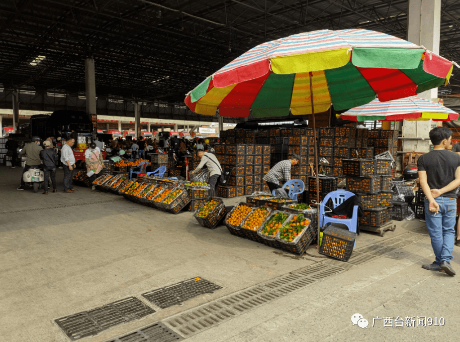 记者走访南宁部分水果批发零售市场与往年相比武鸣沃柑价格