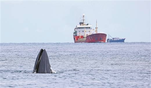 多部门启动护鲸行动
