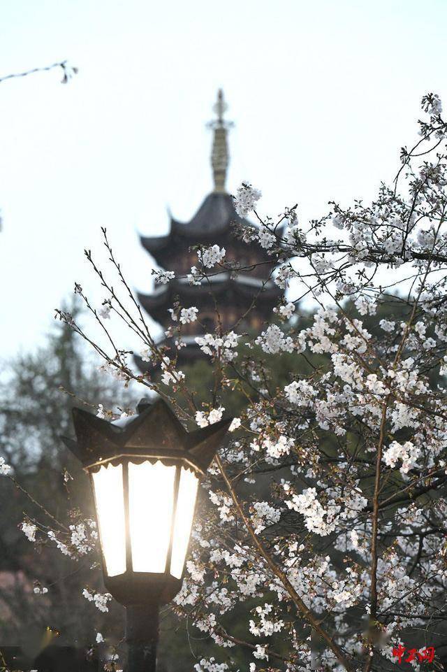 南京鸡鸣寺樱花大道夜樱璀璨醉游人