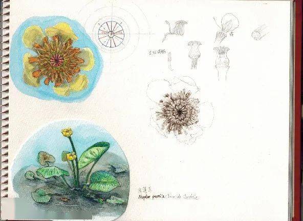 用植物科学画的方法观察一朵花丨花花万物