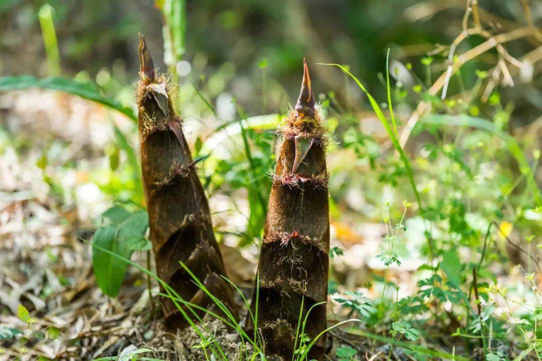 笋是什么时候才会冒出来 05863d4823794b29aa63270fd66716f5.jpeg