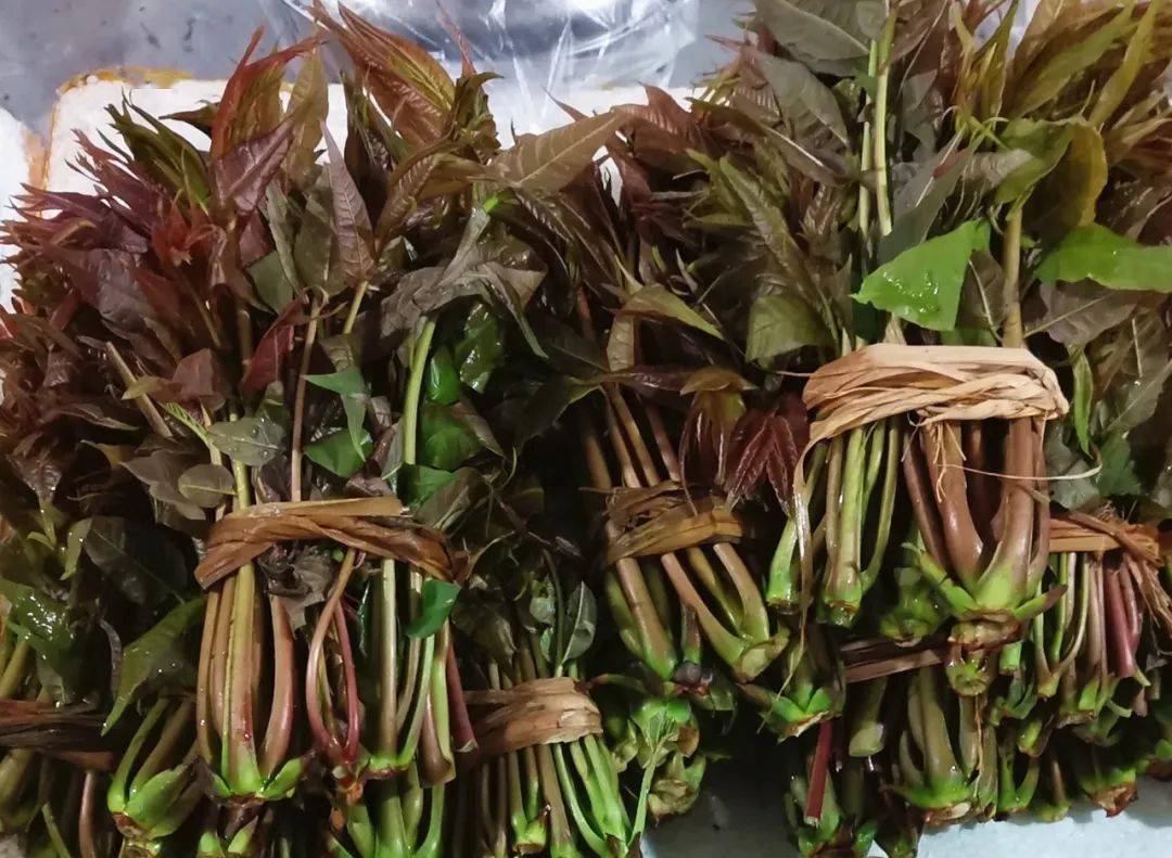 玉屏春鲜陆续上市