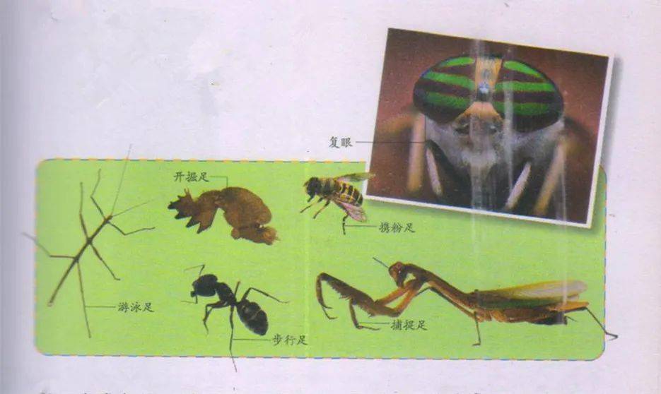 昆虫步行足结构图图片