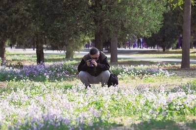 北京市属公园赏花季开启 花期持续至5月下旬