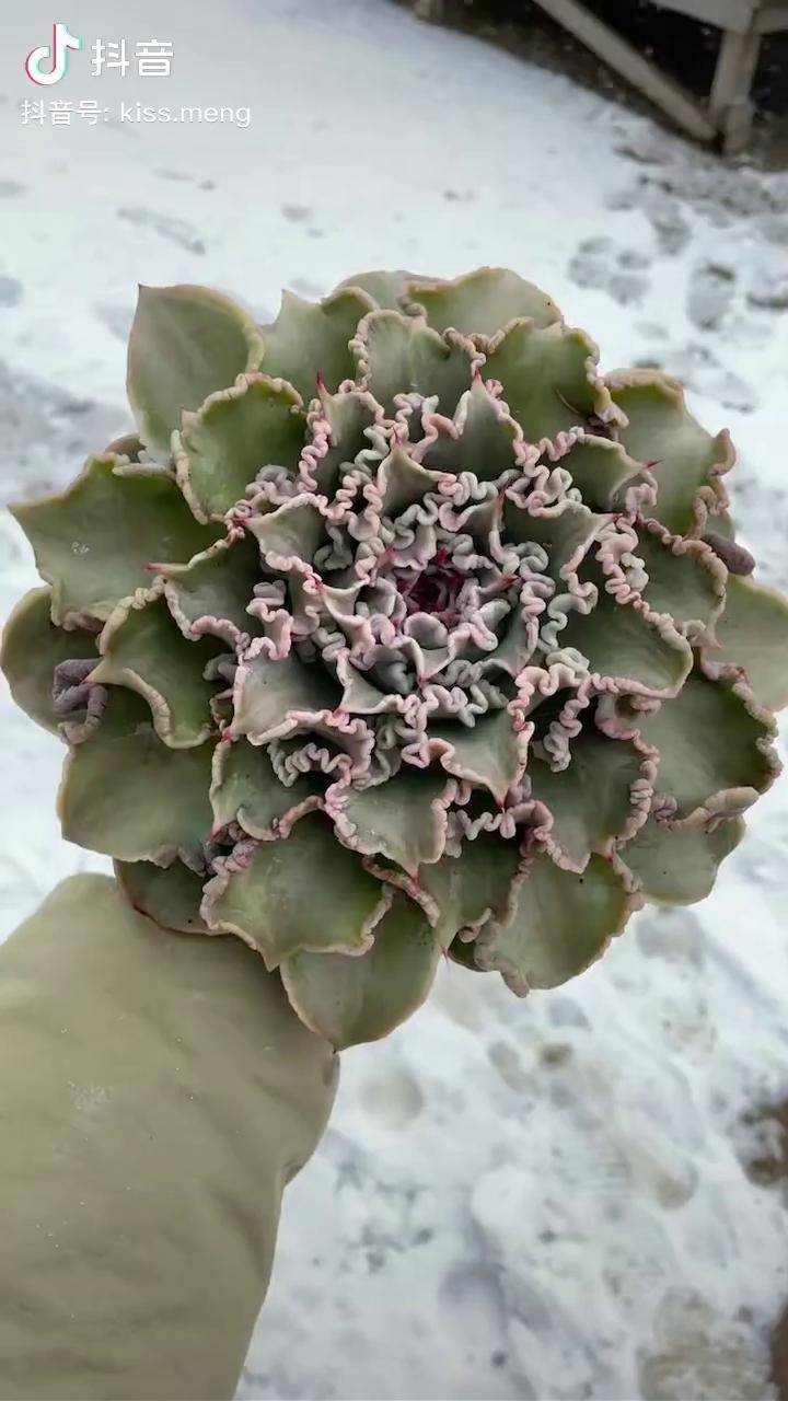 饺子皮多肉植物