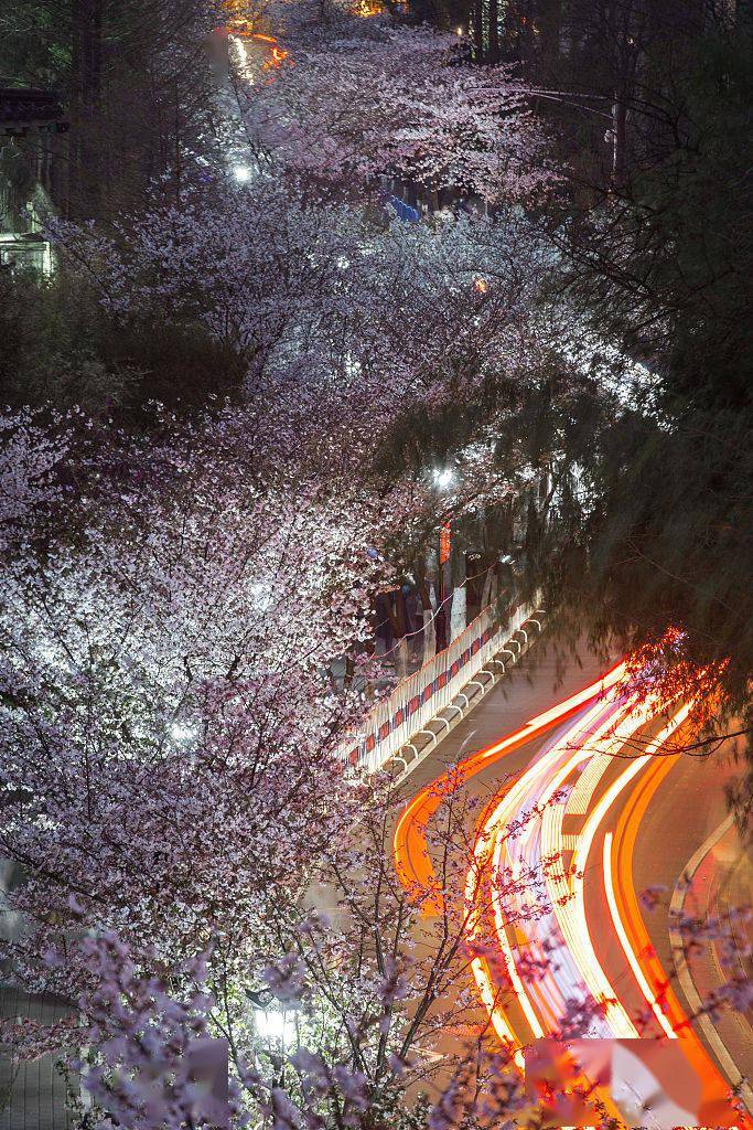 南京夜樱图片