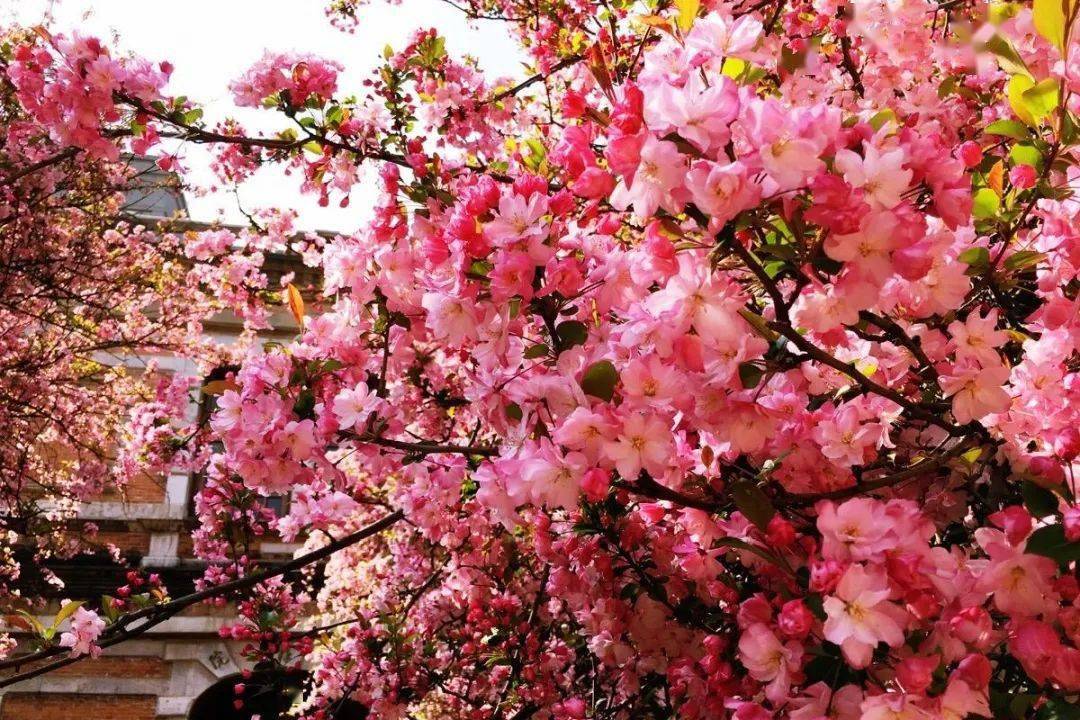 免费领票！2021南昌铜源峡首个超大型樱花花海秘境，3月27日-4月11日！快来约~