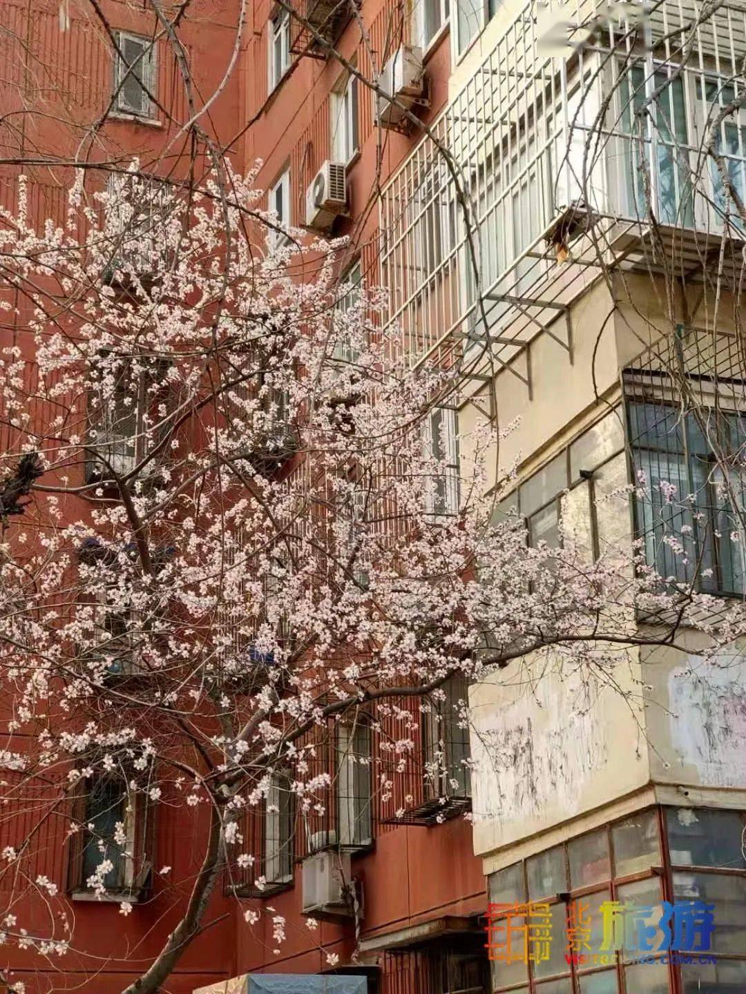 快出门！北京城的第一抹春色，已在这些地方绽放！