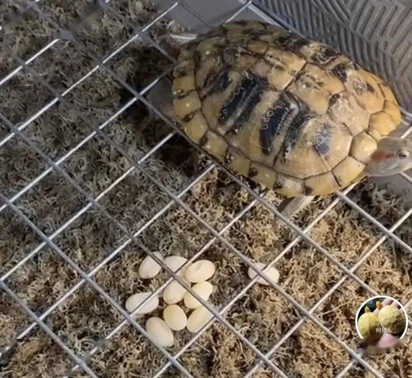 在养龟行业中你都见过哪些脑洞大开的产蛋池设计