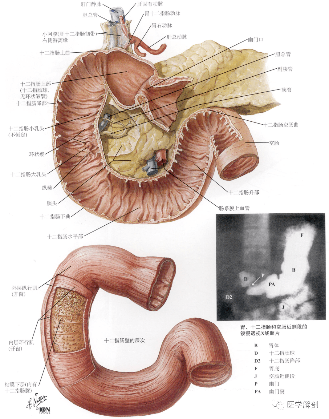 小肠壁结构模型图图片
