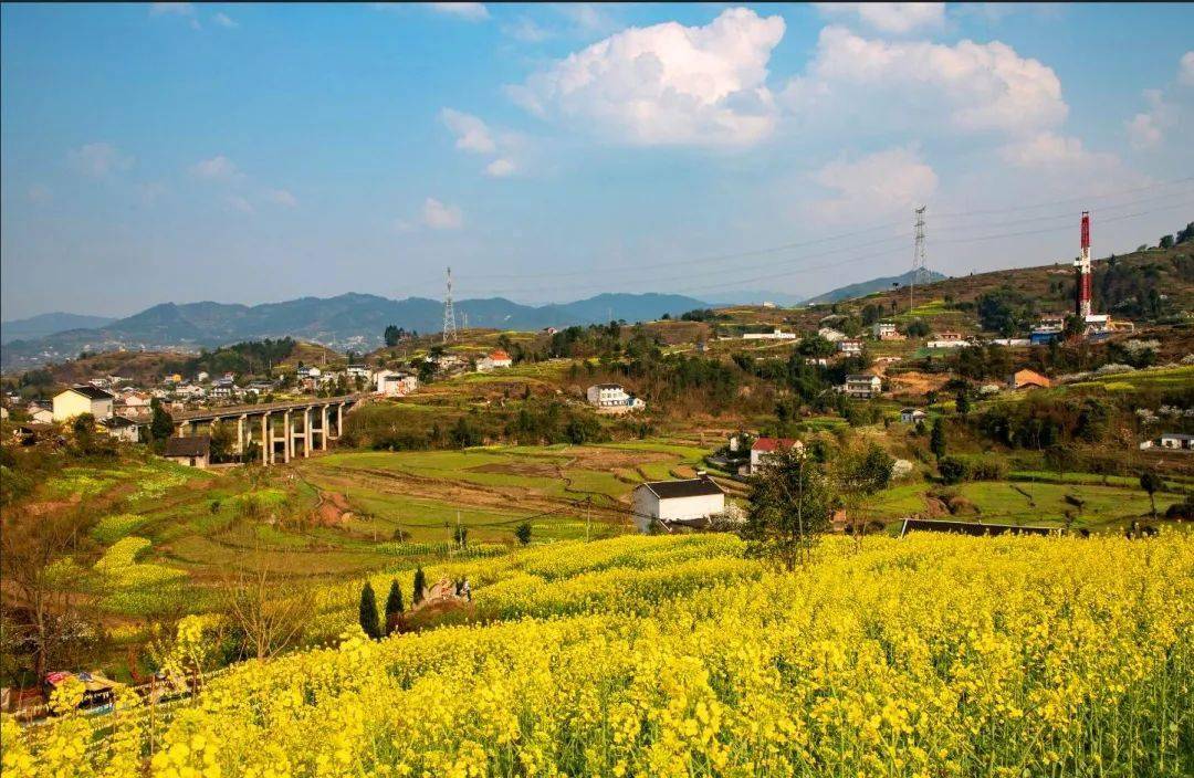 打卡綦江油菜花!_打通镇