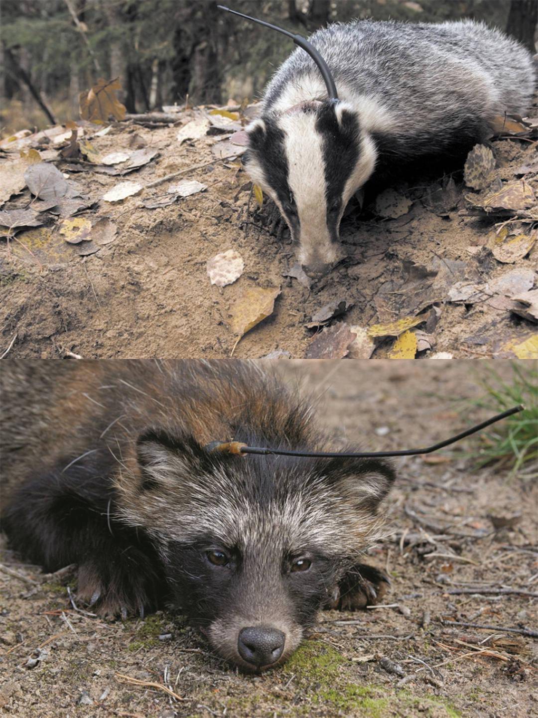 教科书式的以弱胜强不是狗獾不强大实在是貉太不讲武德