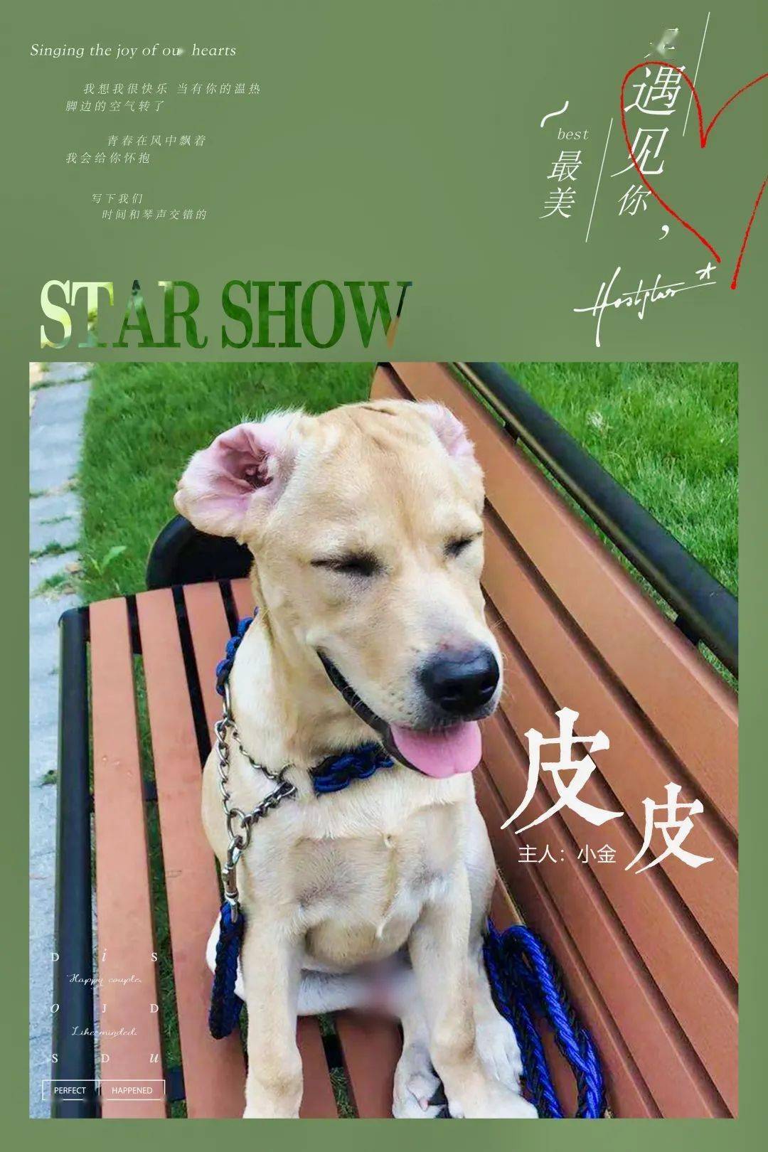 狗狗图鉴|养一只登上时尚杂志封面的狗狗是种什么体验?_小朱