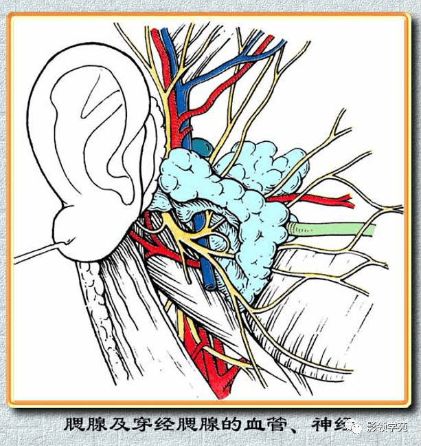 腮腺疾病的ct診斷與鑑別診斷