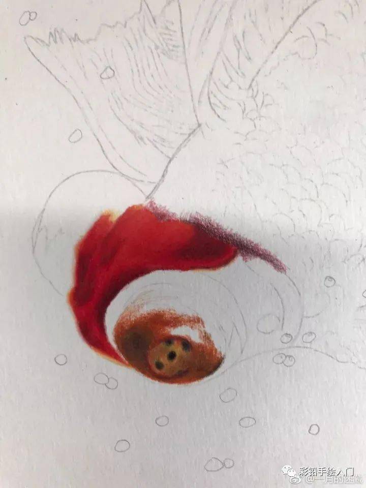 彩铅动物画教程彩铅画金鱼怎么画步骤彩铅金鱼教程图解