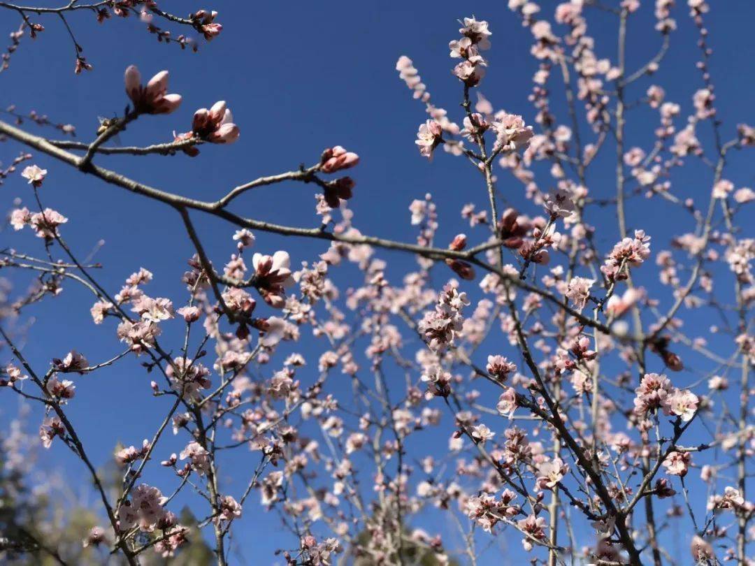 花枝什么颤成语_花枝鼠