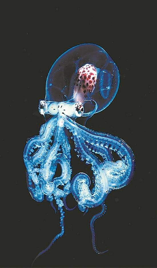玻璃|深海生物，为何通体透明？
