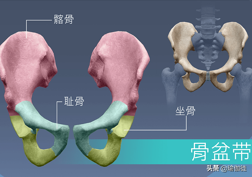 尾骨和骶骨位置示意图图片