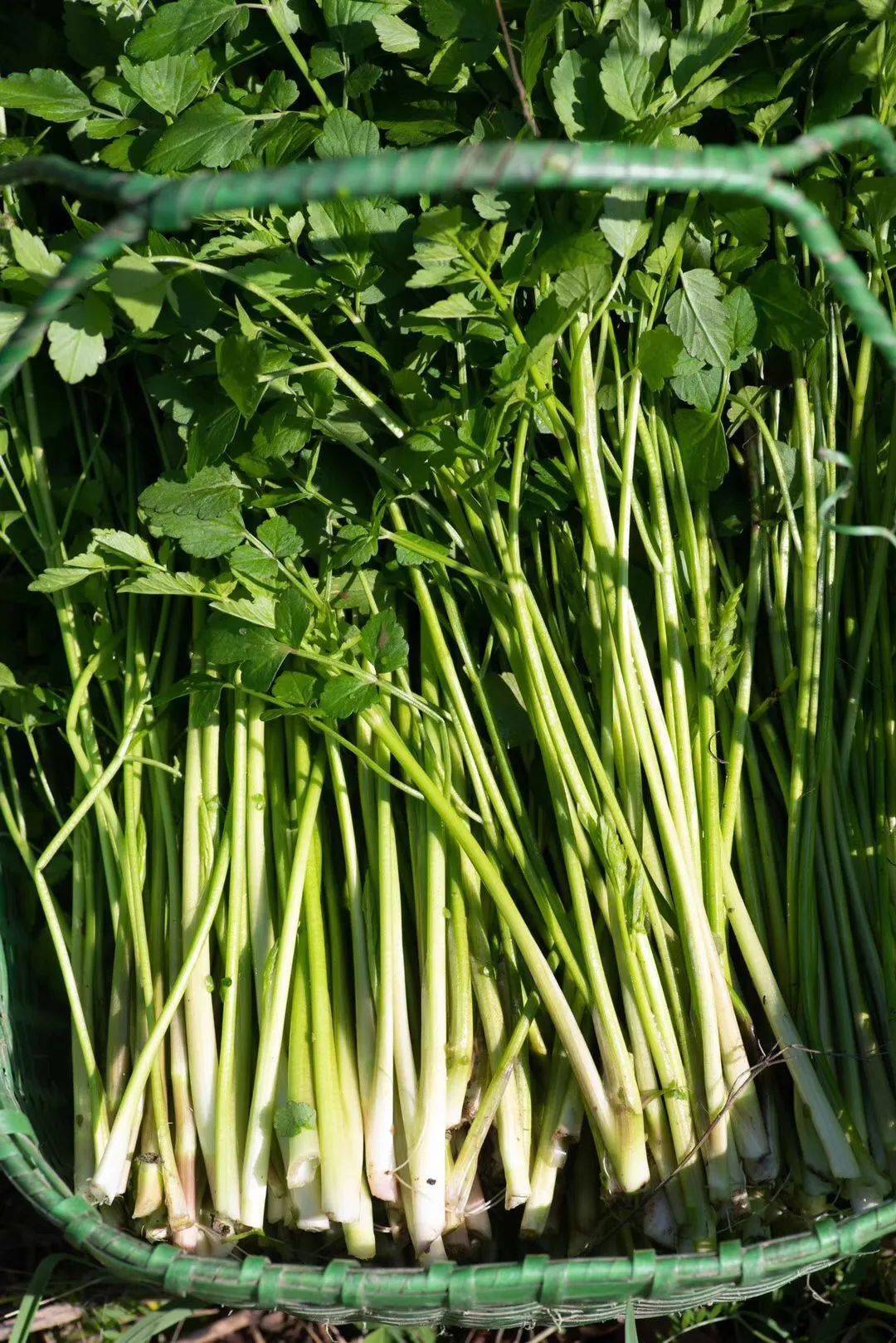 一方面,是要奋发阳气,所以我们吃韭,薤白,香椿,香菜这些通阳养阳类的