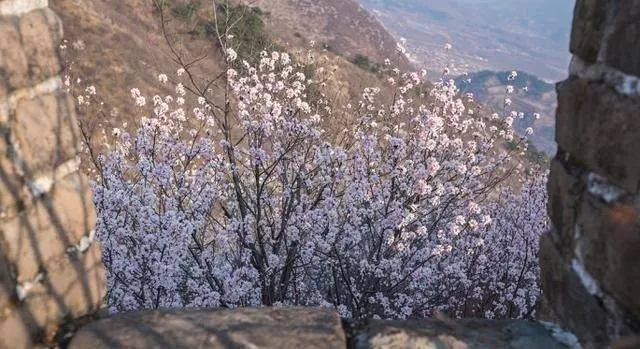 盼望京郊四月！真到了这些花开四溢的“仙境”，您简直可以把日子过成诗！