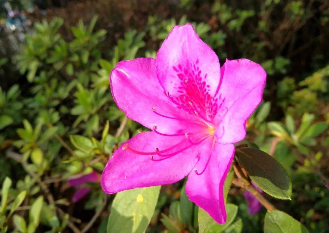 严尔高宣威杜鹃市花艳丽开七绝十四首