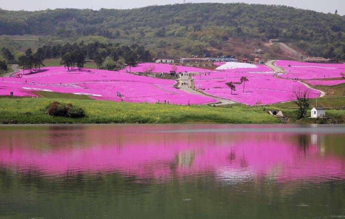 云游四方｜世界最大芝樱花田，将粉色花毯铺在山坡上