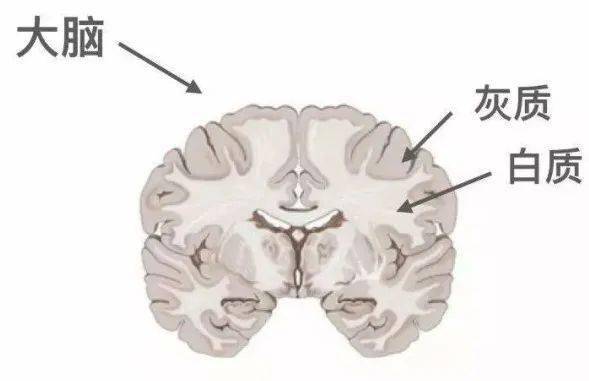 脑灰质与脑白质影像图图片