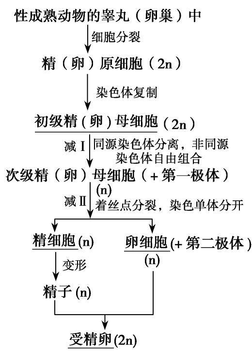 21高中生物二轮复习 遗传的分子基础知识点汇总 附三年高考真题训练 染色体
