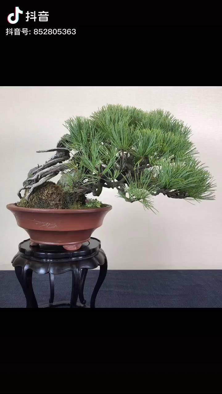 日本舍利干临水福吾妻五针松盆景盆景艺术精品盆景经典盆景五针松