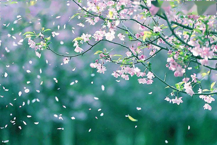 花朝节 一年中最美的节日 却被世人遗忘 赏红