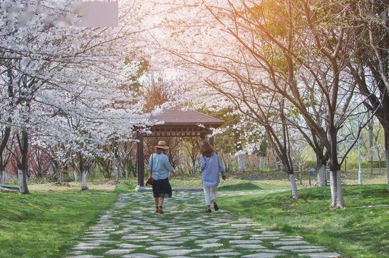 除了黿頭渚,金匱公園,拈花灣,無錫這八大賞櫻勝地也美翻了!_櫻花路