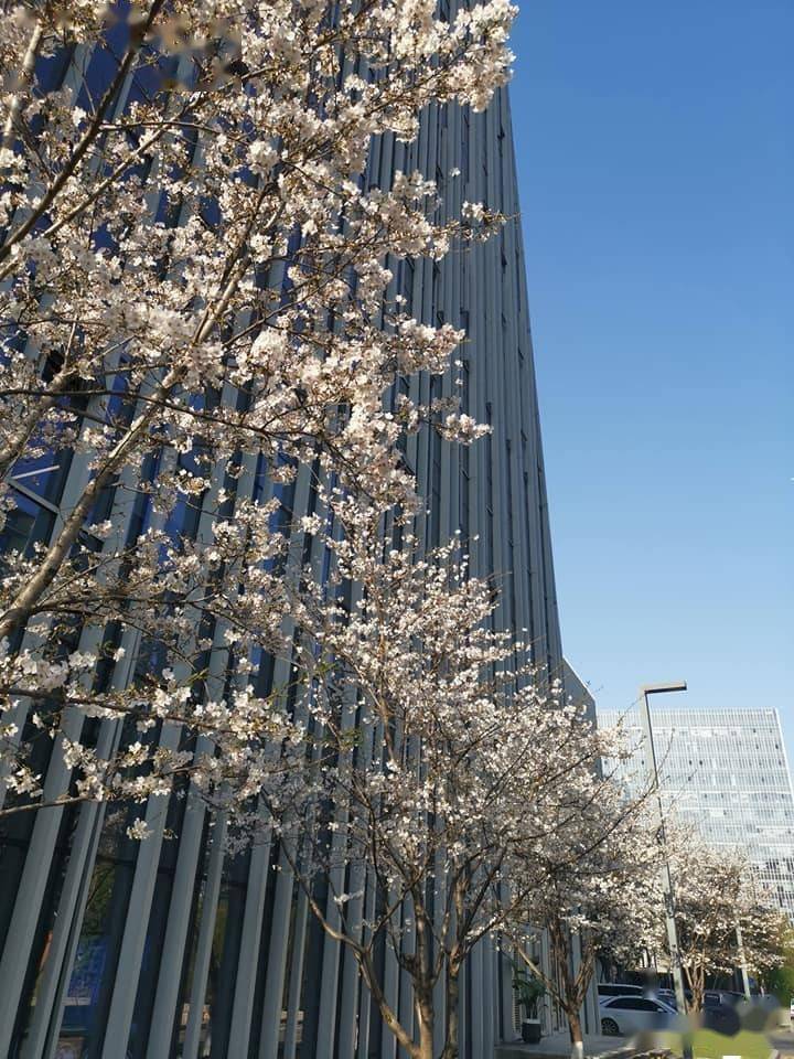 「杭州」朱嘉恒:2021年03月23日(豪宅下的樱花树)